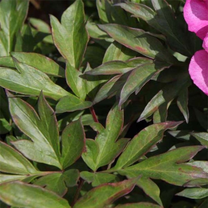 Pivoine Itoh First Arrival (Foliage)