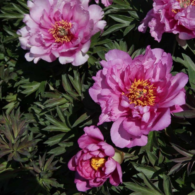 Pivoine Itoh First Arrival (Flowering)