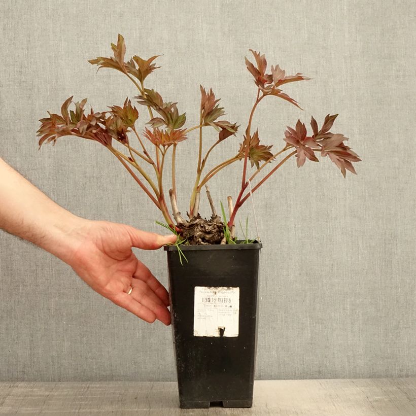 Example of Pivoine Itoh Pink Ardour - Paeonia Pot de 3L/4L as you get in ete