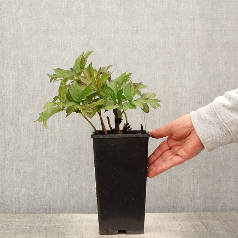 Example of Pivoine itoh Viking Full Moon  Pot de 3L/4L as you get in printemps