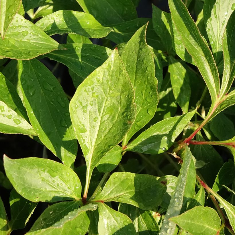 Pivoine lactiflora Alertie (Foliage)