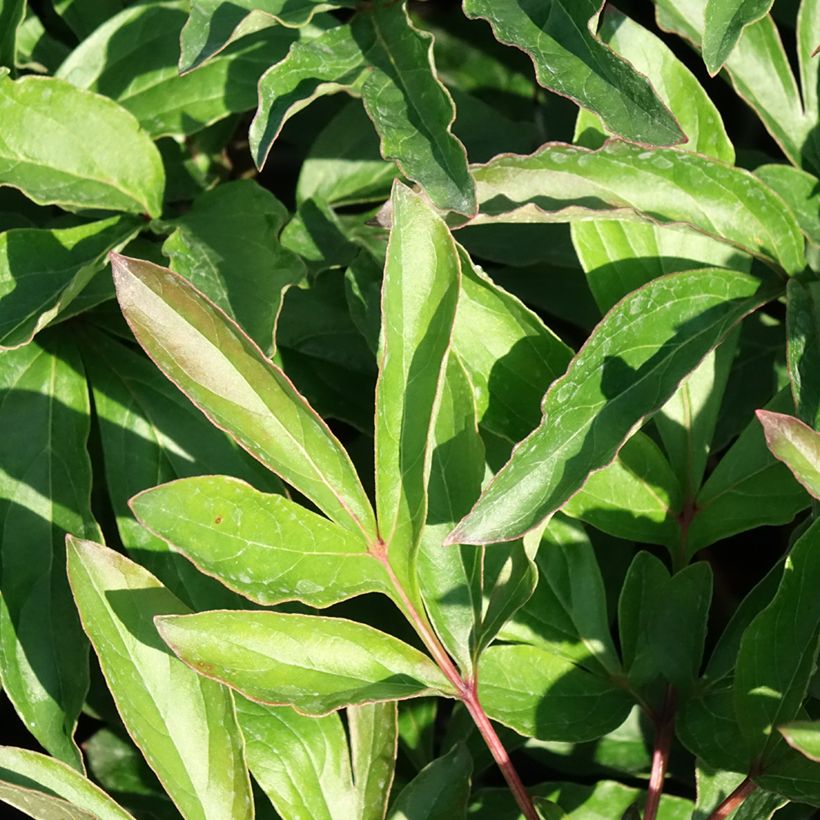 Pivoine lactiflora Boule de Neige (Foliage)