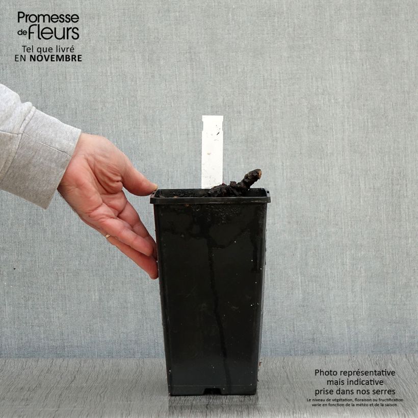 Example of Pivoine lactiflora Cheddar Cheese Pot de 3L/4L as you get in automne