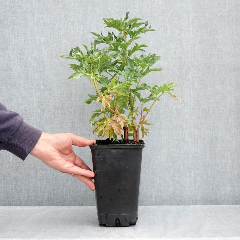 Example of Pivoine lactiflora Cytherea  Pot de 3L/4L as you get in printemps