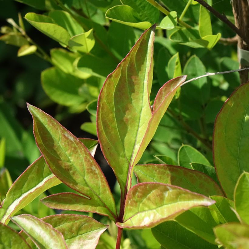 Pivoine lactiflora Doreen (Foliage)
