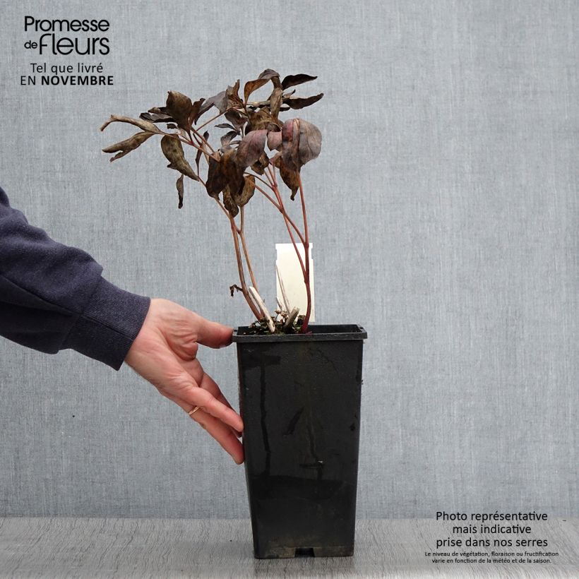 Example of Pivoine lactiflora Doreen Pot de 3L/4L as you get in automne