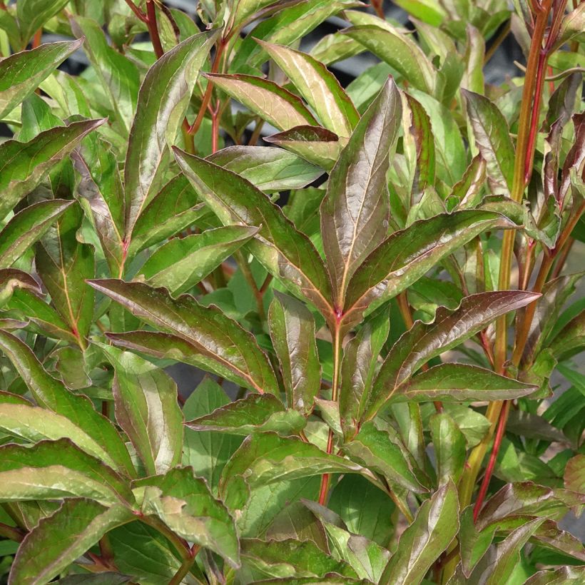 Pivoine lactiflora Duchesse de Nemours (Foliage)