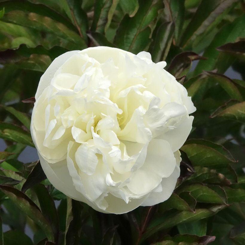 Pivoine lactiflora Duchesse de Nemours (Flowering)