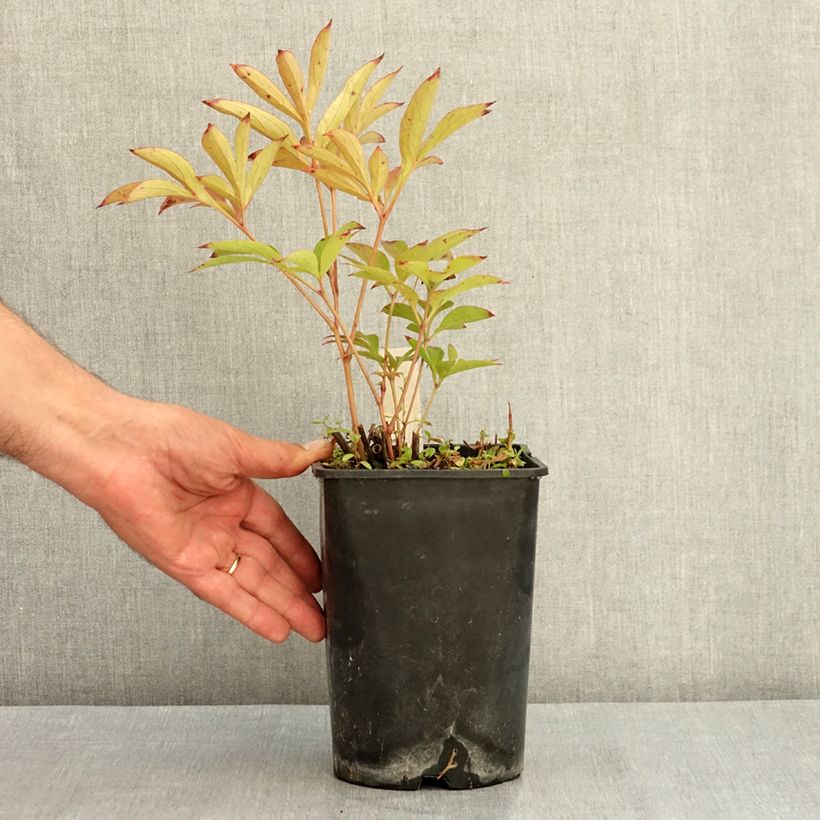 Example of Pivoine lactiflora Fantastic Pot de 3L/4L as you get in ete
