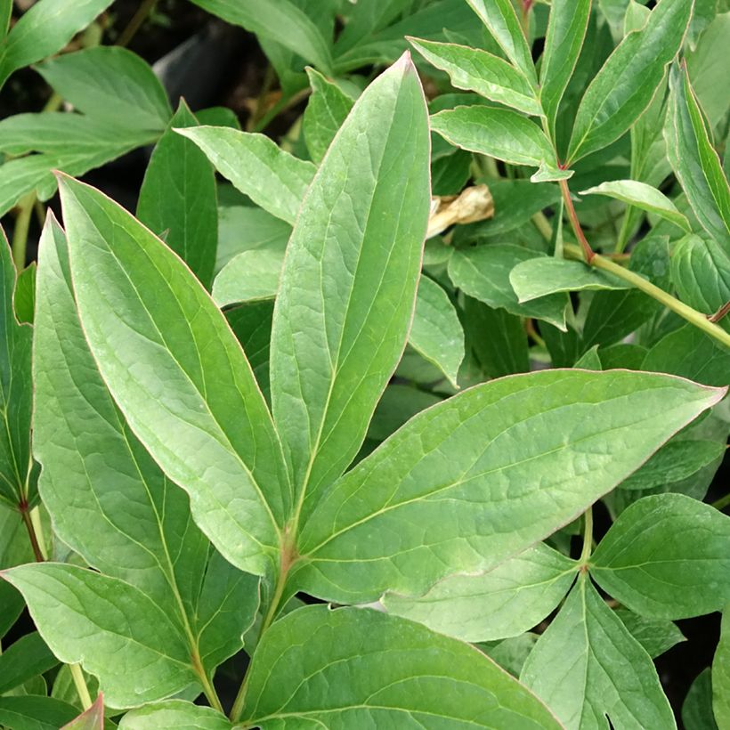 Pivoine lactiflora Fringed Ivory (Foliage)