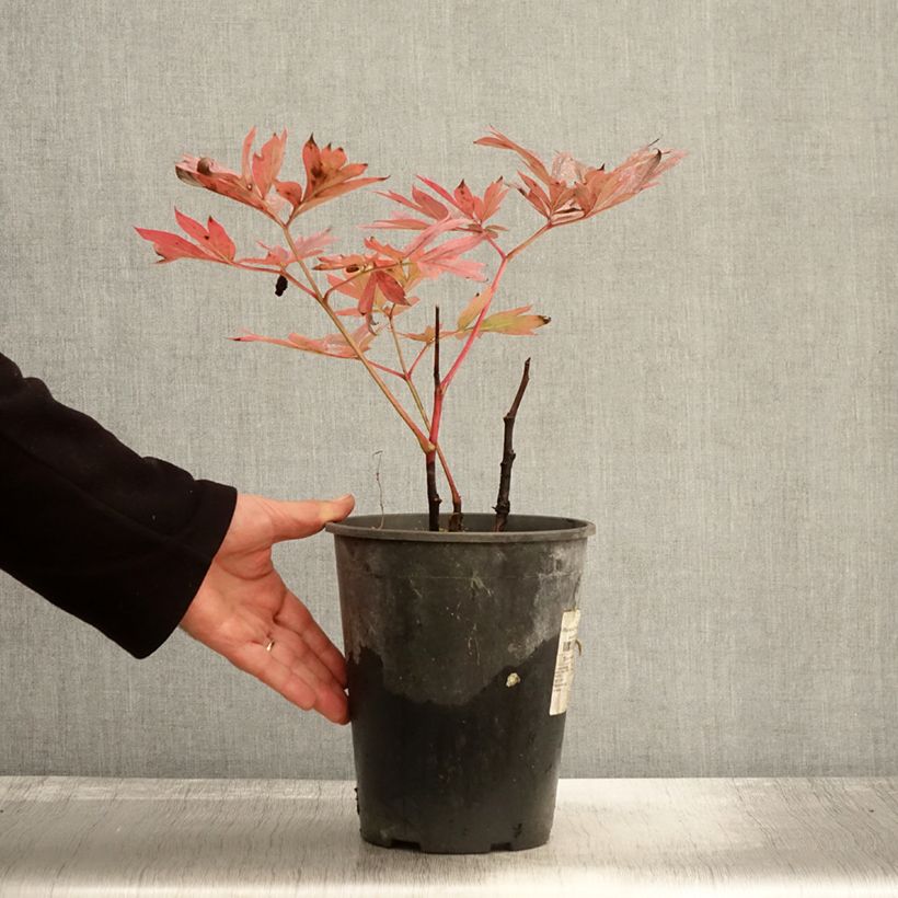 Example of Pivoine lactiflora Kansas Pot de 3L/4L as you get in automne