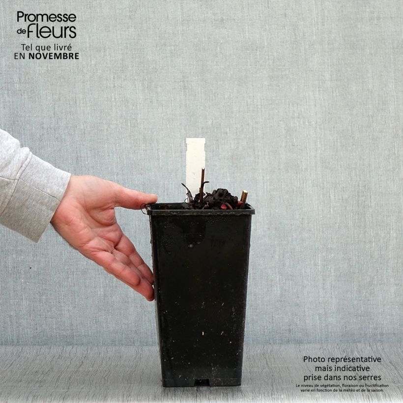 Example of Pivoine lactiflora King's Day Pot de 3L/4L as you get in automne