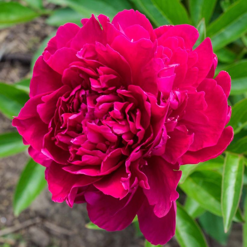 Pivoine lactiflora Louis Van Houtte (Flowering)