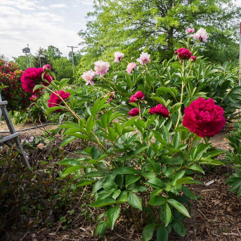 Pivoine lactiflora Louis Van Houtte (Plant habit)