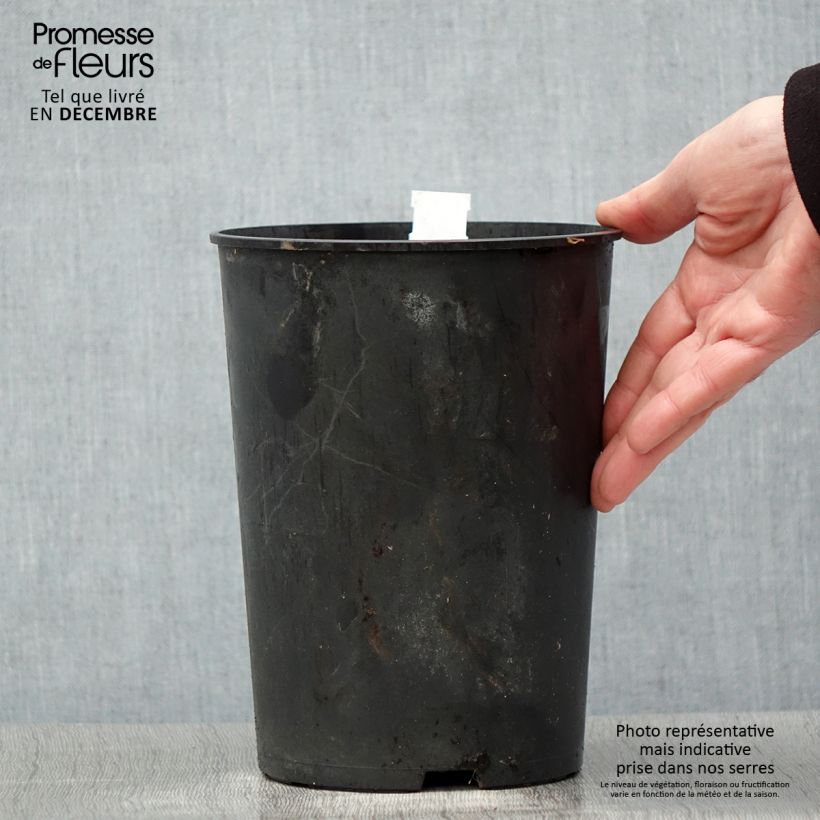 Example of Pivoine lactiflora Madame Emile Debatène Pot de 3L/4L as you get in hiver