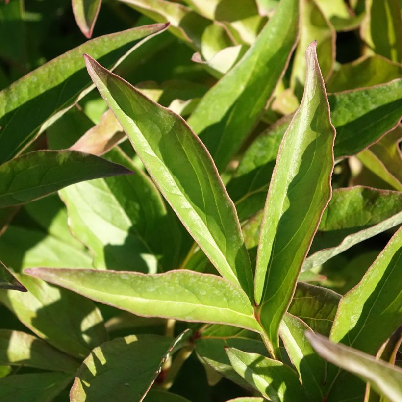 Pivoine lactiflora Mistress (Foliage)