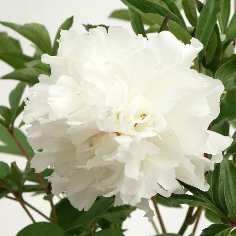 Pivoine lactiflora Mistress (Flowering)