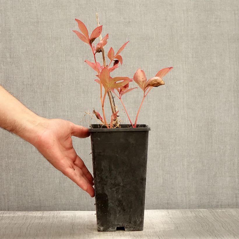 Example of Pivoine lactiflora Mother's Choice Pot de 3L/4L as you get in automne
