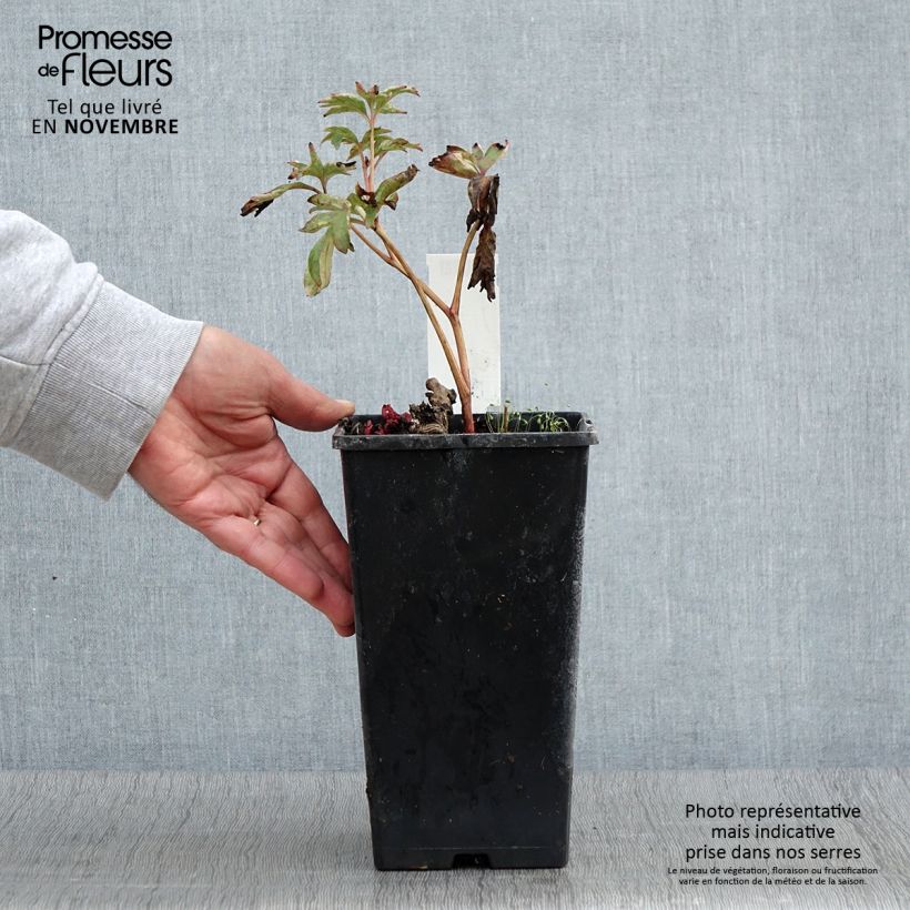 Example of Pivoine lactiflora Pink Hawaiian Coral Pot de 3L/4L as you get in automne