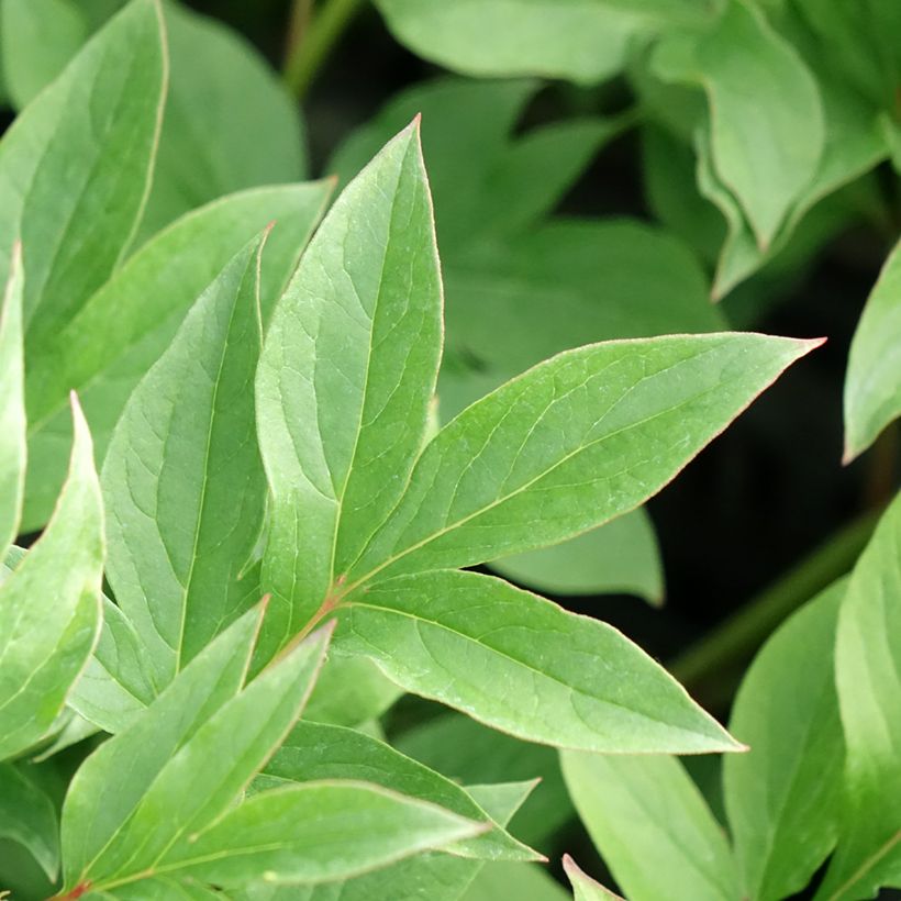 Pivoine lactiflora Puffed Cotton (Foliage)