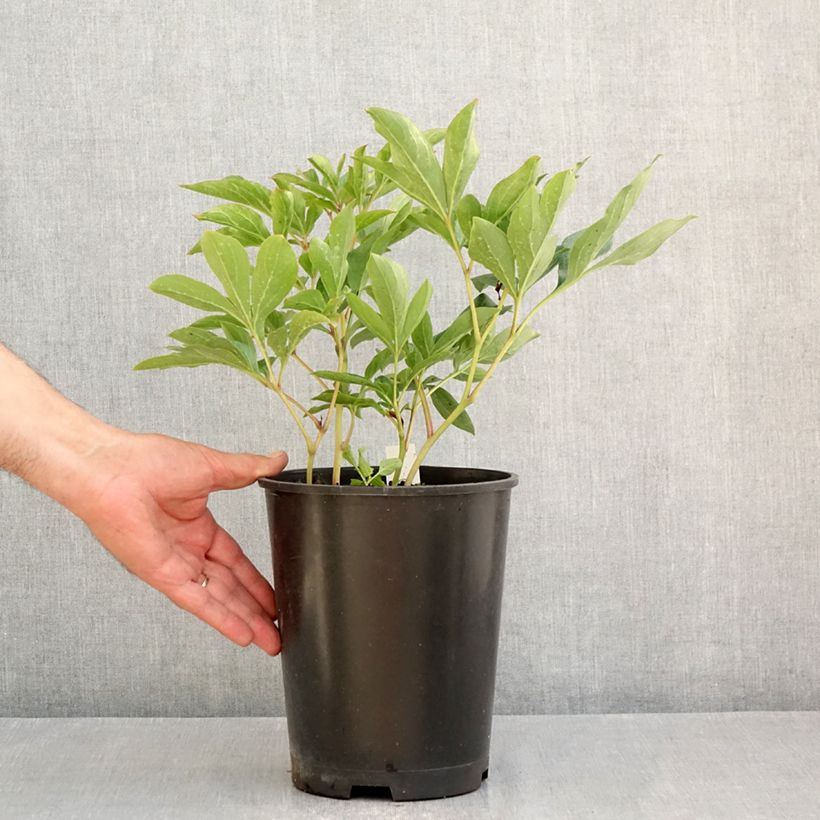Example of Pivoine lactiflora Top Brass Pot de 3L/4L as you get in ete