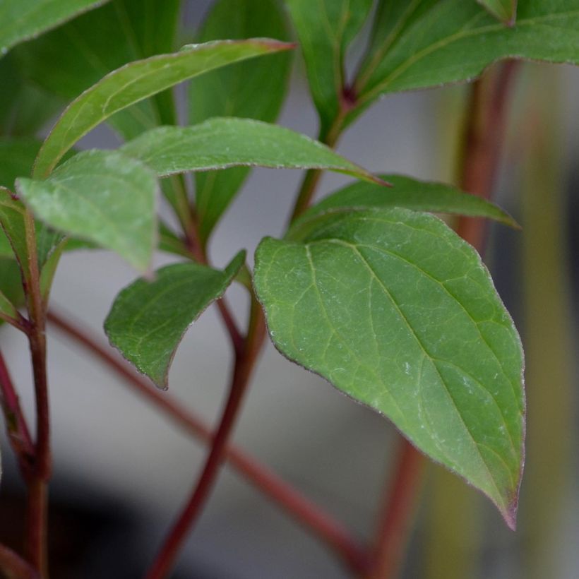 Pivoine lactiflora White Wings (Foliage)