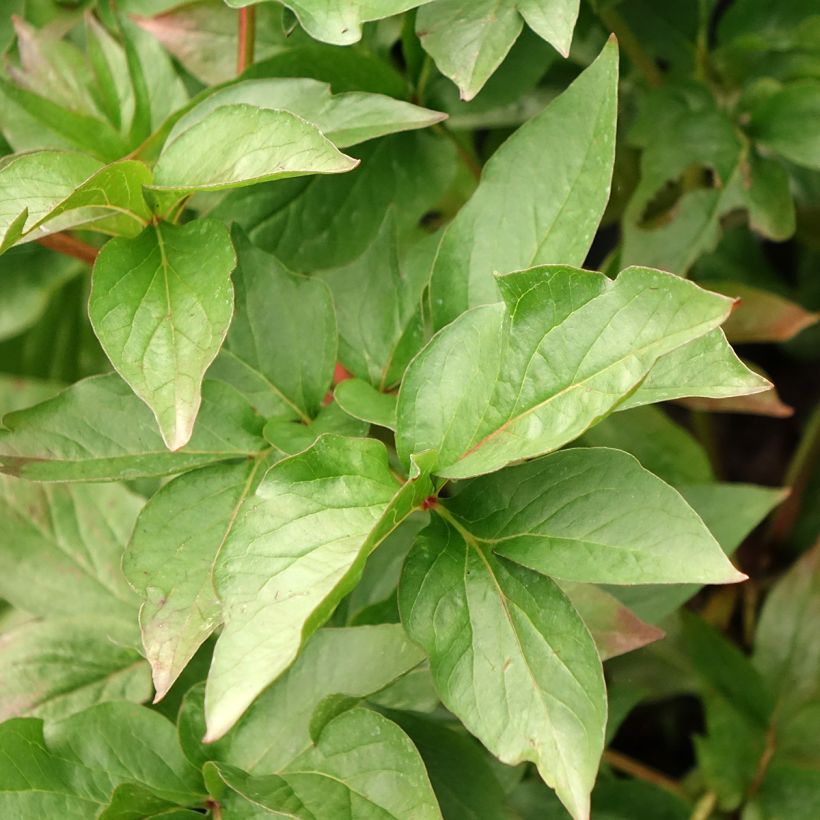 Pivoine naine Patio Peony Moscow (Foliage)