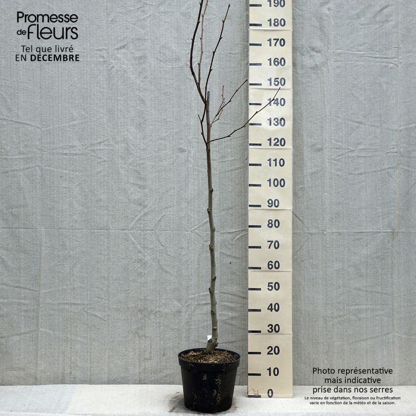 Example of Platanus acerifolia - Platane commun, à feuilles d'érable Pot de 7,5L/10L as you get in automne