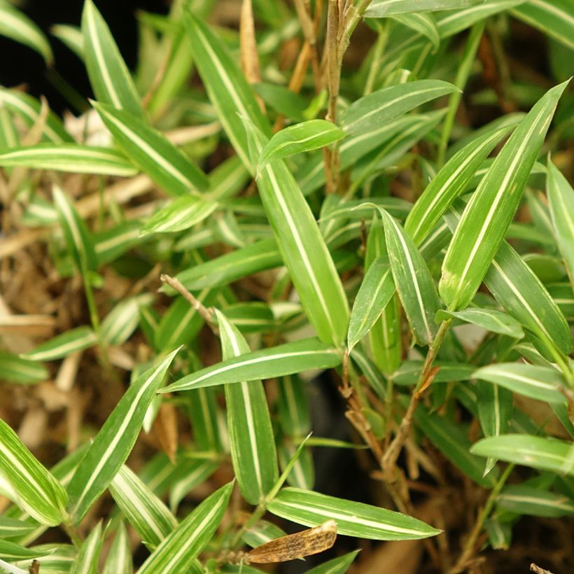 Pleioblastus shibuyanus Tsuboï - Bambou nain panaché (Foliage)