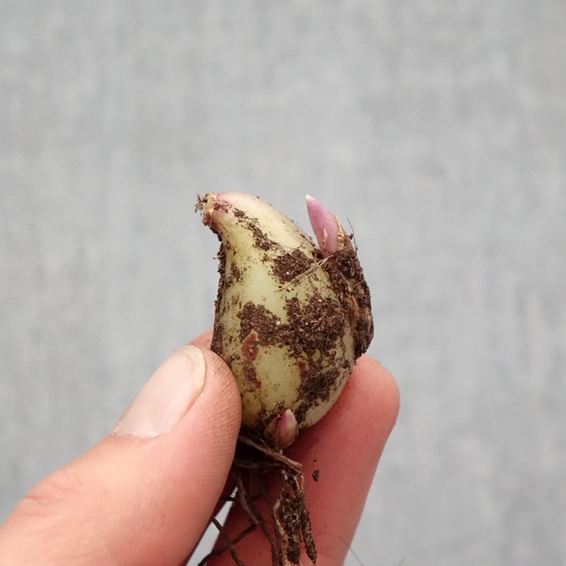 Example of Pleione formosana Alba   Bulbe size I as you get in printemps