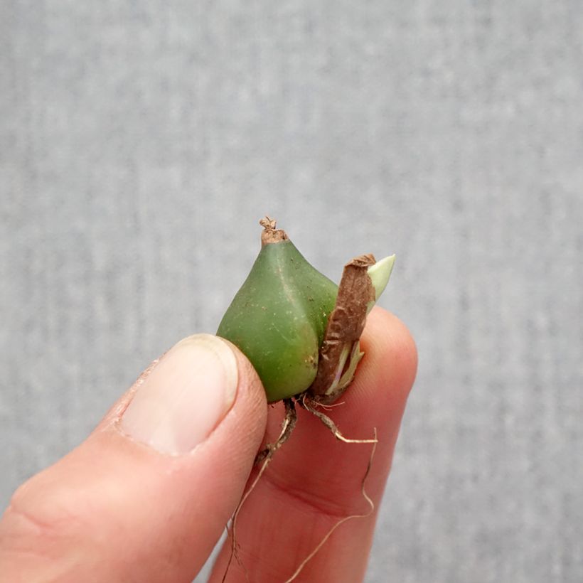 Example of Pleione formosana - Pleione de Formose bulbe Bulbe size I as you get in printemps