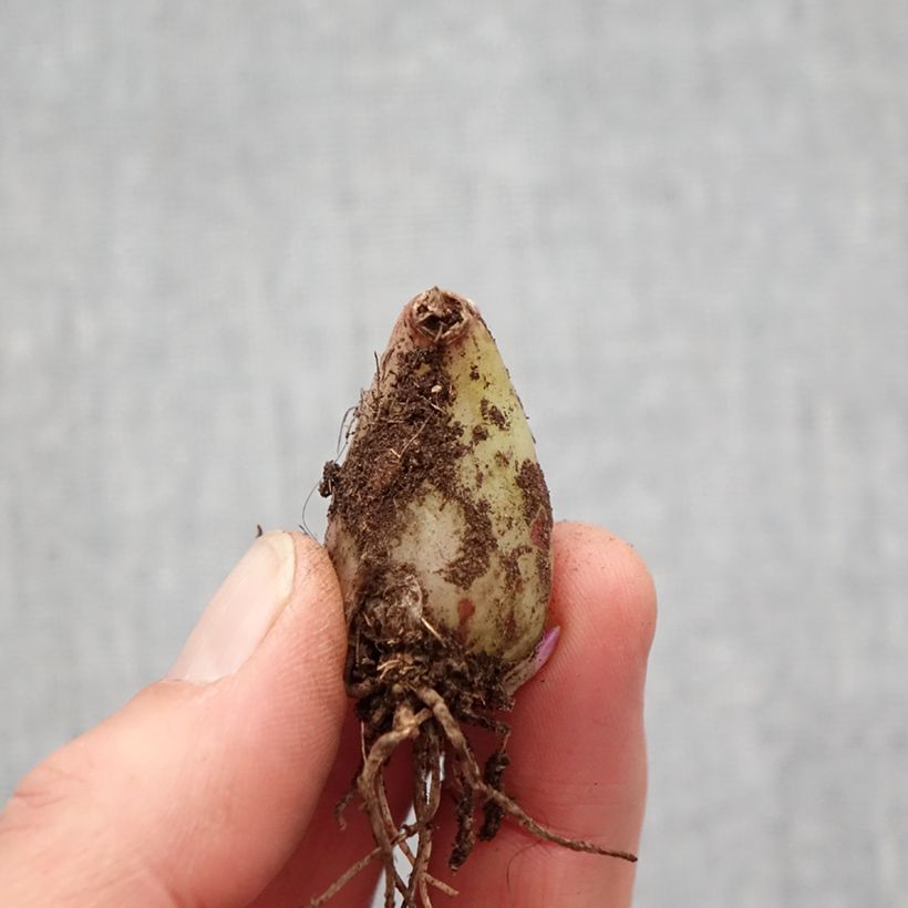 Example of Pleione forrestii Bulbe size I as you get in printemps