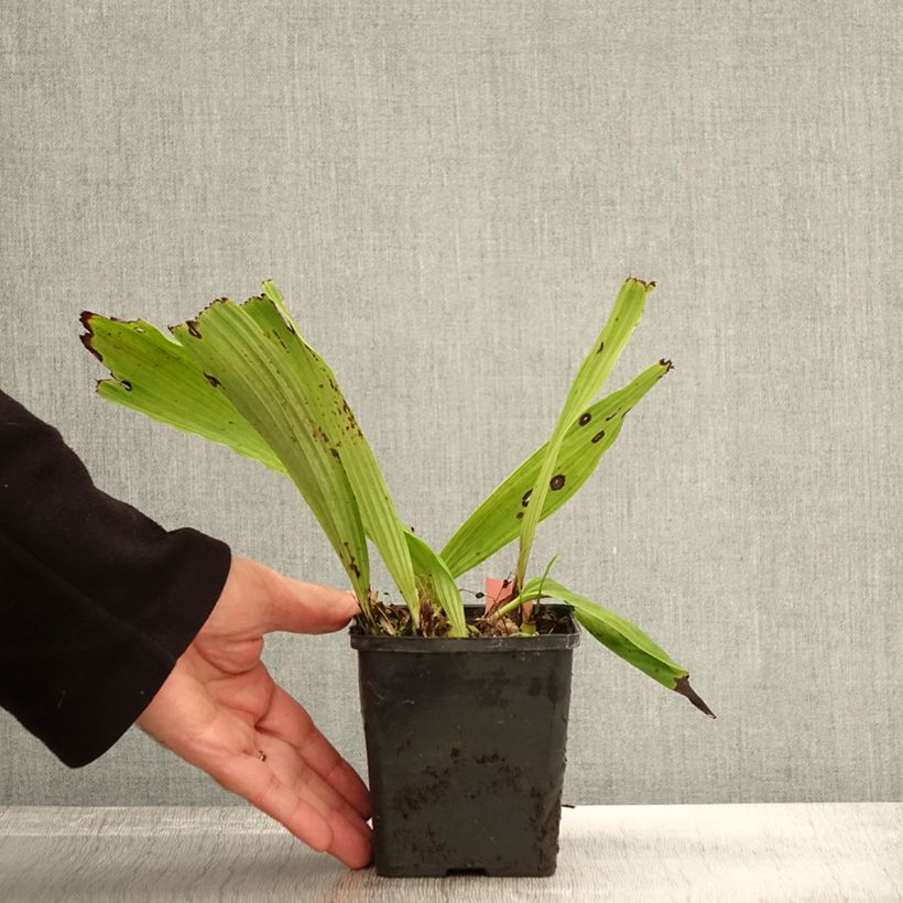 Example of Pleione Glacier Peak - Orchidée terrestre Godet de 8/9 cm as you get in automne