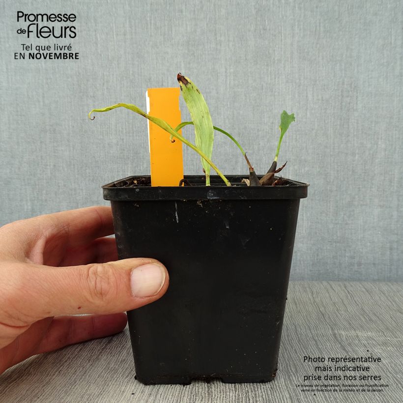 Example of Pleione Tongariro - Orchidée terrestre Pot de 1L/1,5L as you get in automne
