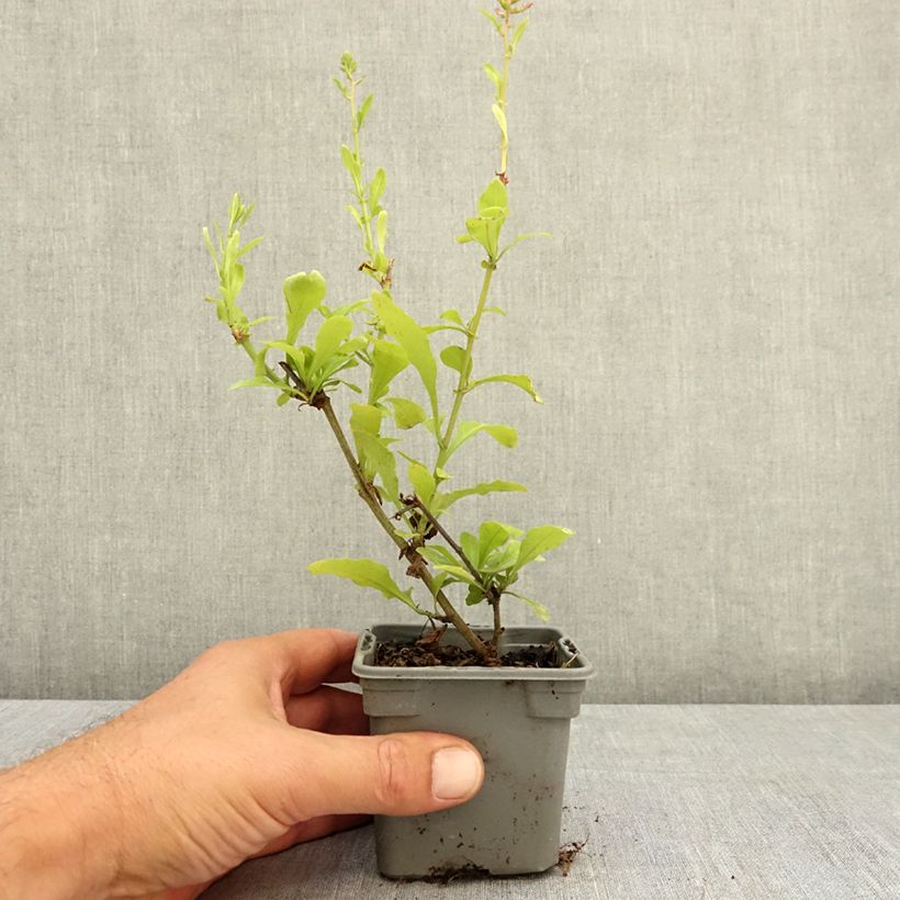 Example of Plumbago auriculata Dark Blue - Plumbago du Cap Dark Blue  Godet de 8/9 cm as you get in ete