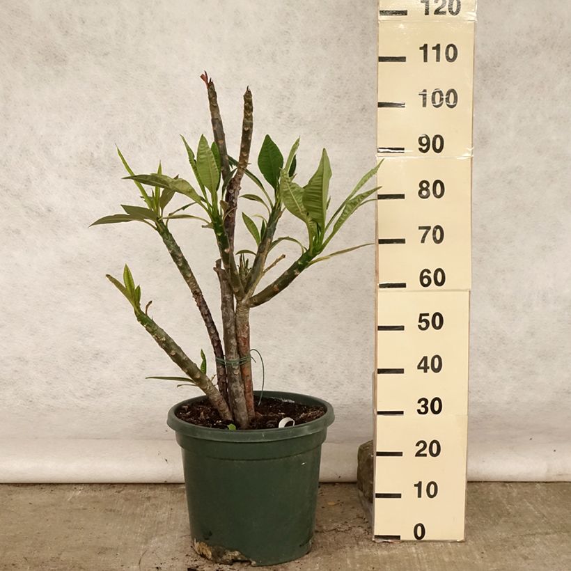 Example of Plumeria rubra - Frangipanier rouge ou commun Pot de 6L/7L as you get in ete
