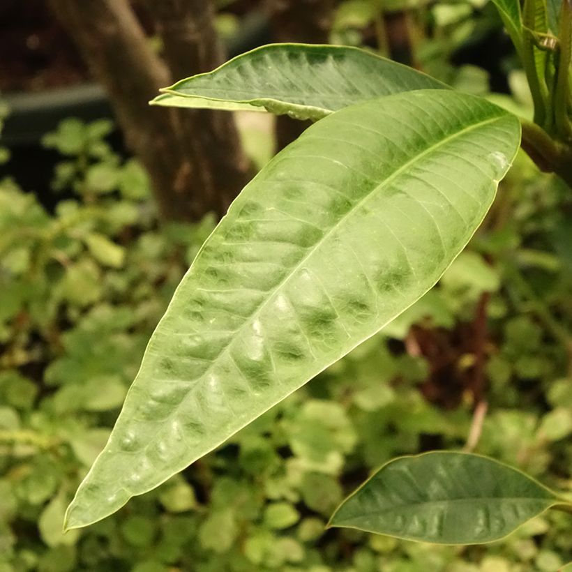 Plumeria rubra - Frangipanier rouge ou commun (Foliage)