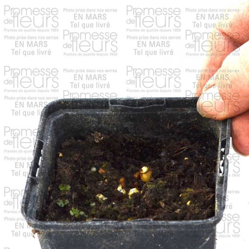 Example of Podophyllum hexandrum, Podophyllum emodi Godet de 8/9 cm as you get