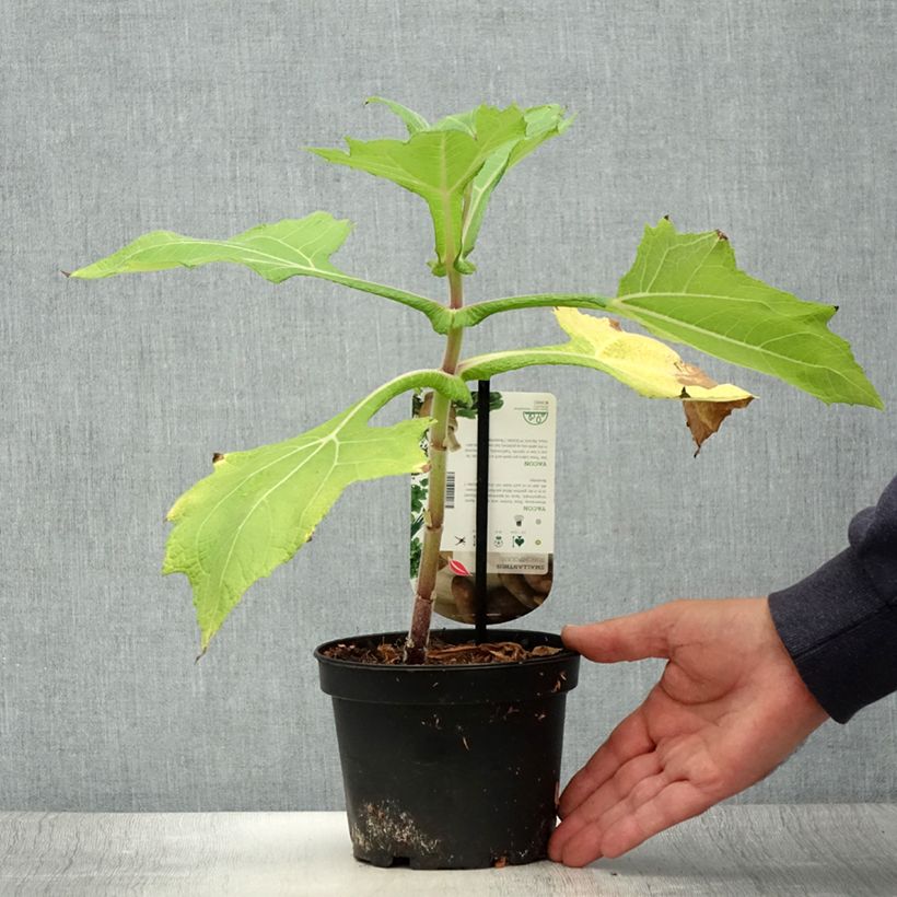 Example of Poire de terre ou Yacón - Smallanthus sonchifolius Pot de 1,5L/2L as you get in ete