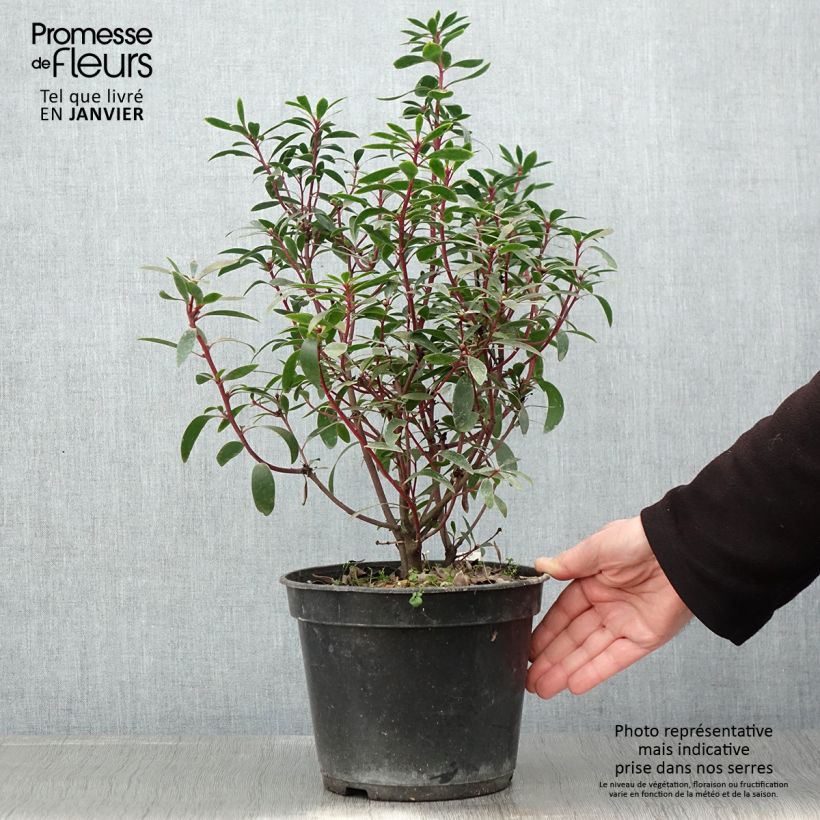 Example of Poivre de Tasmanie - Drimys aromatica Pot de 4L/5L as you get in hiver