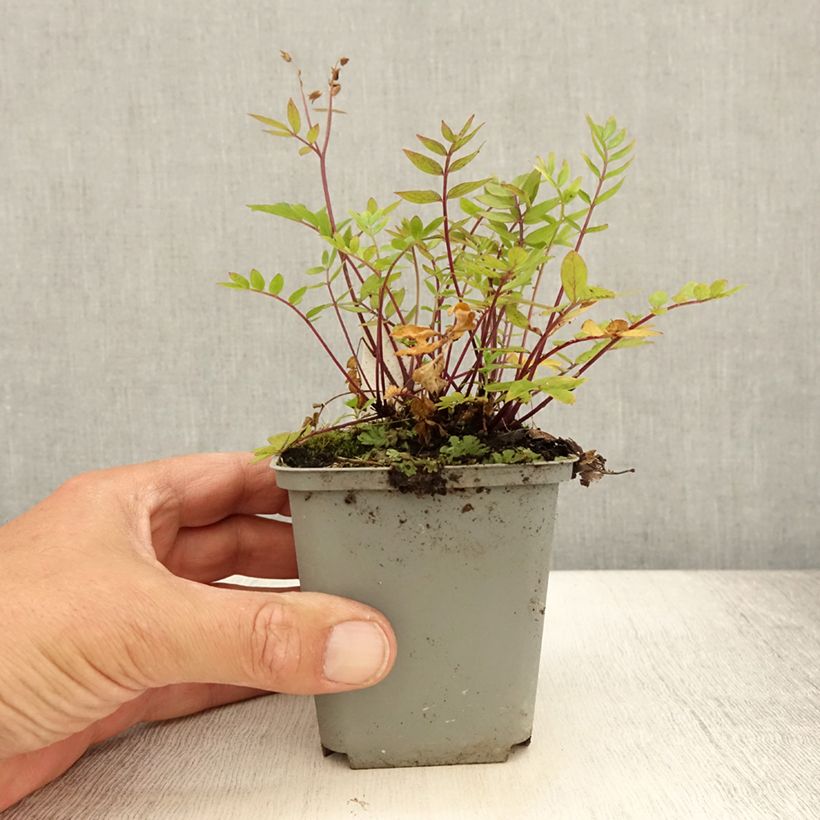 Example of Polemonium caeruleum Lambrook Mauve Godet de 8/9 cm as you get in ete