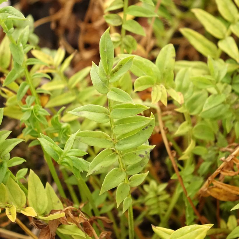 Polemonium Halfway to Paradise - Valériane grecque Halfway to Paradise (Foliage)