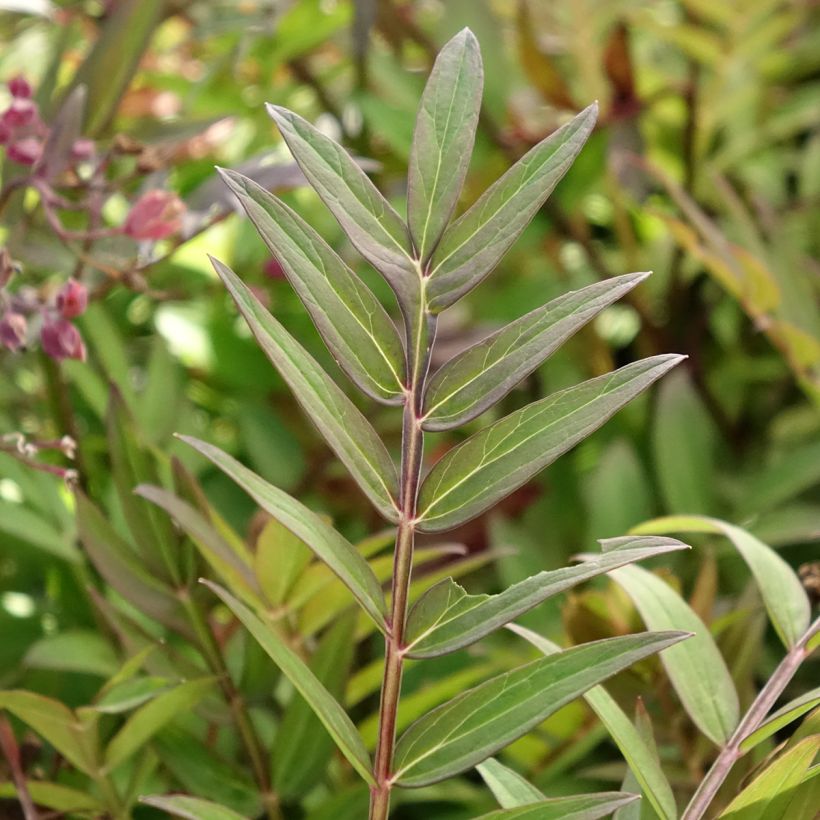 Polemonium hybride Heaven Scent - Valériane grecque (Foliage)