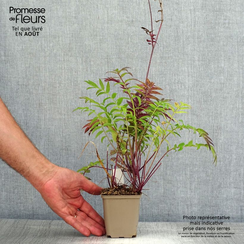 Example of Polemonium hybride Heaven Scent - Valériane grecque Godet de 8/9 cm as you get in ete