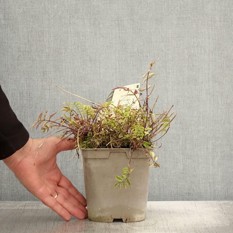 Example of Polemonium pulcherrimum Golden Feathers - Polémoine Pot de 2L/3L as you get in automne