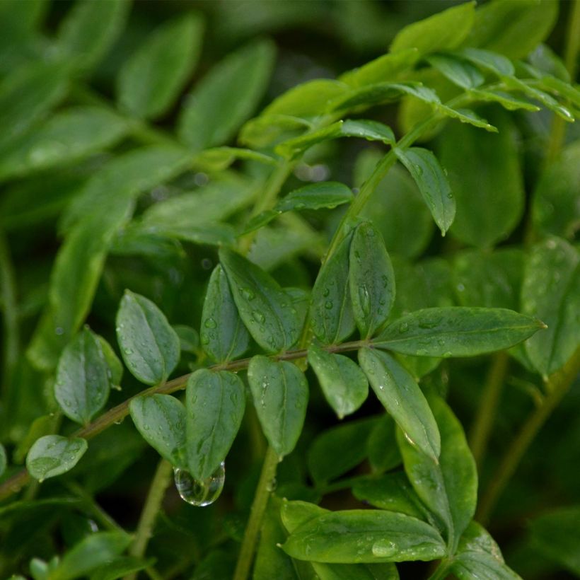 Polemonium Bressingham Purple  (Foliage)