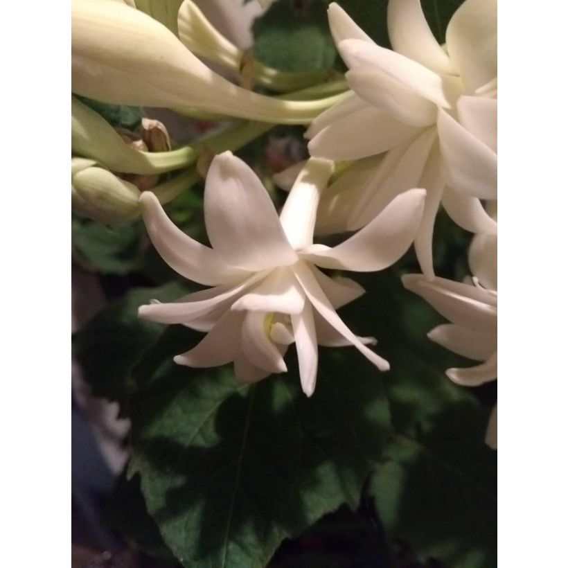 Polianthes tuberosa The Pearl - Tubéreuse Blanche Double La perle (Flowering)