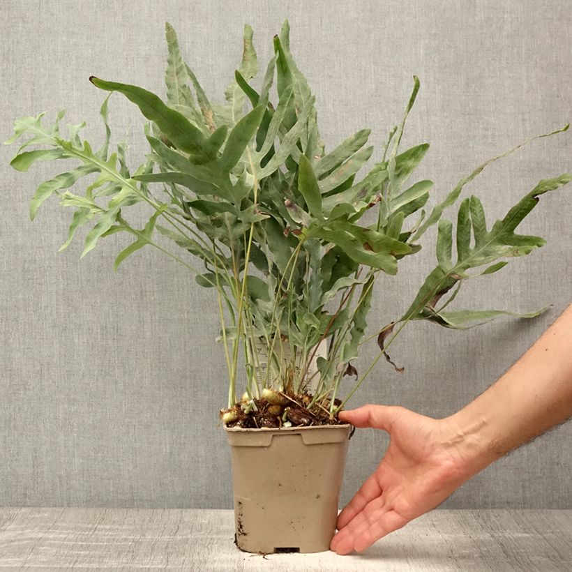 Example of Polypodium ou Phlebodium pseudoaureum - Fougère bleue de Virginie Pot de 2L/3L as you get in ete