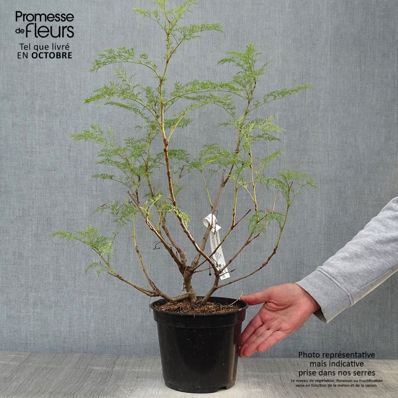 Example of Polyscias sambucifolia - Sureau panax Pot de 4L/5L as you get in automne