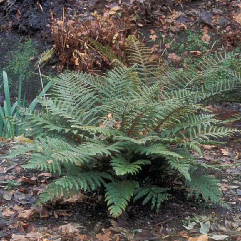 Polystichum polyblepharum - Fougère persistante (Plant habit)